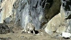 Snow leopards living in Bhutan