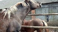 Heavy Horse Breeding Farm | STRONGEST Powerful Horses Facts