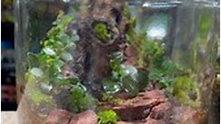 Some tiny terrarium creations #sealedterrarium #reptileshop #tucson #arizona #plantedtank #tinyterrarium #plants #ecosystem #ecoart | Ever Evolving Exotics