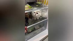 Just chillin! Cat refuses to leave its spot inside refrigerator