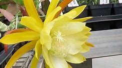 A beautiful Orchid Cactus is... - Logee's Tropical Plants