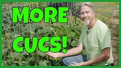 How to Grow MORE Cucumbers (Expert Tips)