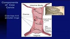 Lecture 13 Part 2- Reproductive System of Cows