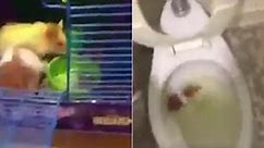 Guy films himself flushing pet hamster down the toilet in a rage