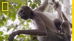 Swing Through the Trees With Amazing Spider Monkeys | National Geographic