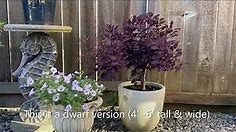 "WineCraft Black" Dwarf Smoke Bush, In Blooms; Best Time To Prune? - June 25, 2022