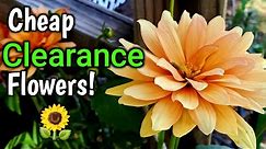 Lowes Outdoor Clearance Plants For Flowers!-Repotting Outdoor Clearance Flowers