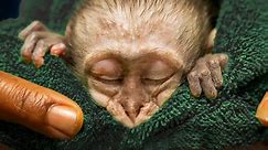 Baby Monkey SAVED| Malawi Wildlife Rescue Compilation | Love Nature