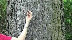 Tree Identification: hackberry