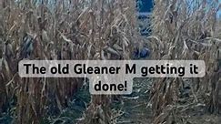 The old Gleaner M combine bringing in the harvest!