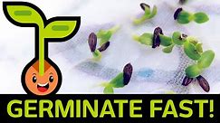 🌱 Fast & Easy Seed Germination: How to Start Seedlings from Paper Towel Method (Container vs Baggie)