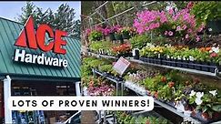 Ace Hardware Garden Center Inventory April-May 2023/ Proven Winners annuals & hydrangeas!
