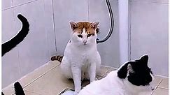 Cats being conscious about the toilet 🐈