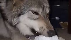 Toilet Paper Monster! Naughty Wolf! #wolfdog #wolfpup | Bob and Wolf dog