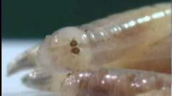 Maggot March: House Fly Larvae