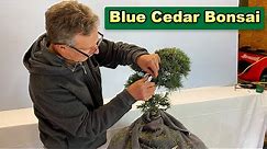 Blue Cedar Bonsai Pruning and Restoration