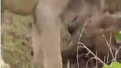 Unbelievable Lion Ambush and Killing Baby Gorilla On Tree And The Unexpected– Cheetah vs Gemsbok.mp4