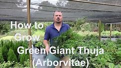How to grow Green Giant Thuja (Arborvitae) with detailed description