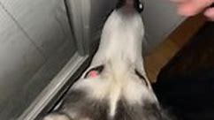 My dog that is supposed to live in freezing weather hates the rain -_- #dogsoftiktok #dog #husky #rain #cute #funny #foryou #fyp | Junea