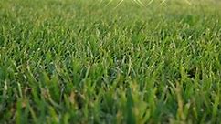 How to Care for Bermuda Grass