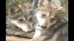 Mexican Wolf Puppy Love