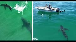 Great White Shark Approaches Spear Fishermen In One of the Closest Encounters Yet