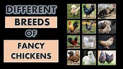 Different Breeds of Fancy Chickens l Types of Fancy Chickens l Kinds of Fancy Chickens l Fancy Chick