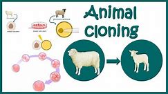 Animal cloning : Story of Dolly the sheep | The world of animal cloning | Animated biology