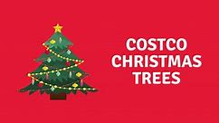 Costco Christmas Trees 2022 with Reviews