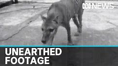Newly discovered footage of last-known Tasmanian tiger released | ABC news