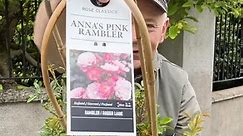 “Anna’s Pink Rambler”is a reliable rambling rose for wall ,fence, arch or scrambling into a hedge. Planting time is from now, available in webshop, https://pergolanurseries.ecwid.com ALL IRELAND DELIVERY 🚚 32 Counties WEBSHOP https://pergolanurseries.ecwid.com Pergola Nurseries Garden Corner, Virginia,Co Cavan A gardeners oasis of quality plants Open Tuesday to Saturday 10.30-6 Open Sundays 2-6 | Pergola Nurseries Garden Corner