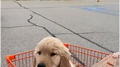 Home Depot is a great place to shop! #clintoniowa #homedepot #shop #traegergrills #traeger #goldenretriever #goldenretrievers #goldenpuppy #goldenlove | Iron Hill Retrievers