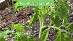 108_Tomato string trellis. It is the best method to support tomato plants, in my opinion. I have tried Stake and tomato | Kanady Simpson