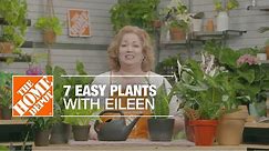 7 Easy Indoor Plants with Eileen | Indoor House Plants | The Home Depot