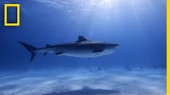 Tiger Shark Database | World's Biggest Tiger Shark?