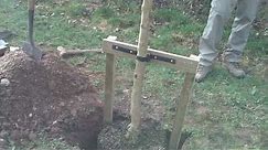 How to Stake a Large Tree