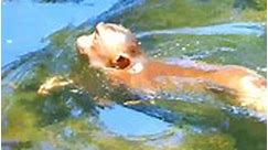 Amazing baby monkey swimming just see first time with friends