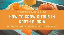 How to Grow Citrus in North Florida - A Beginners Guide to Citrus