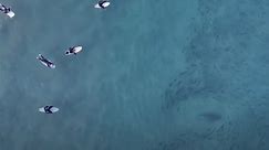 Watch Surfers, Sharks, and a Huge School of Fish Share the Lineup in Australia