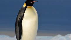 Are Penguins eating enough?