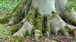 Giant Beech Tree - Early Summer