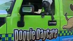 Dog Daycare in Dayton, OH | Hounds Town