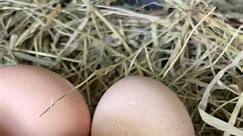 These are some of my best #tipsandtricks for getting CLEAN #eggs here on my #smallfarm 🥚😎🐓 #chicken #pastureraisedhens #reel #reefb #reelvideo #reelviral #reel2023 #usa | Jessica Homesteading Vlogs