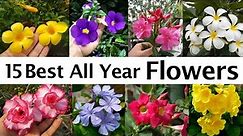 All Year Flowering Plants || All season flowers || Best Flower Plants for Summer, সারা বছর ফুল ।