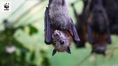 The Importance of Flying Foxes 🦇🍎🌳 | WWF-Australia