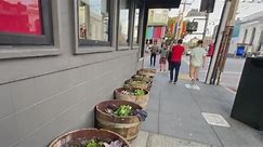 Planters outside of San Francisco Walgreens in the Castro meant to deter loitering