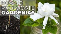 Propagating Gardenia - The Easy Method
