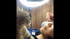 Pet cat joins woman having a beauty treatment