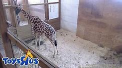 Zoo says April is showing "progress"