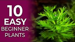 10 EASY Aquarium Plants for Beginners (NO CO2 Required)